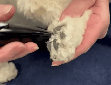 Máquina de cortar cabelo para uma higiene fácil - Lamylie