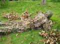 Combinaison ghillie avec camouflage feuillu 3D pour la chasse et l’observation de la faune - Lamylie