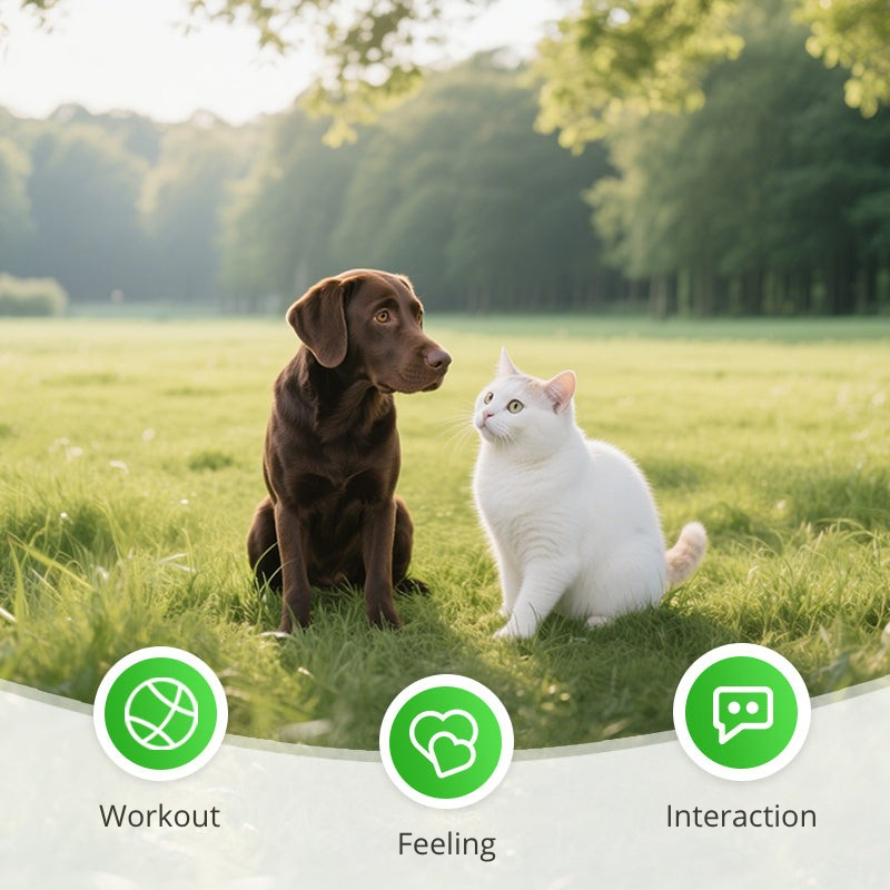 Furrace — Libérez les instincts sauvages de votre chat pour des jeux captivants sans fin - Lamylie