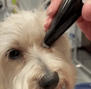 Máquina de cortar cabelo para uma higiene fácil - Lamylie