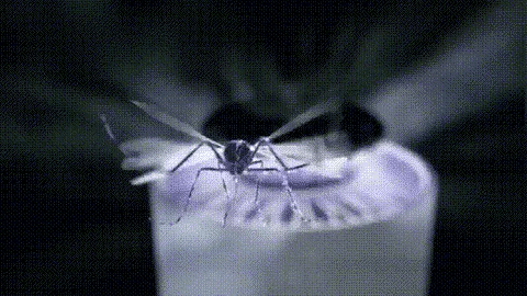 Chemical-Free Mosquito Lamp for Indoor and Outdoor Use - Lamylie