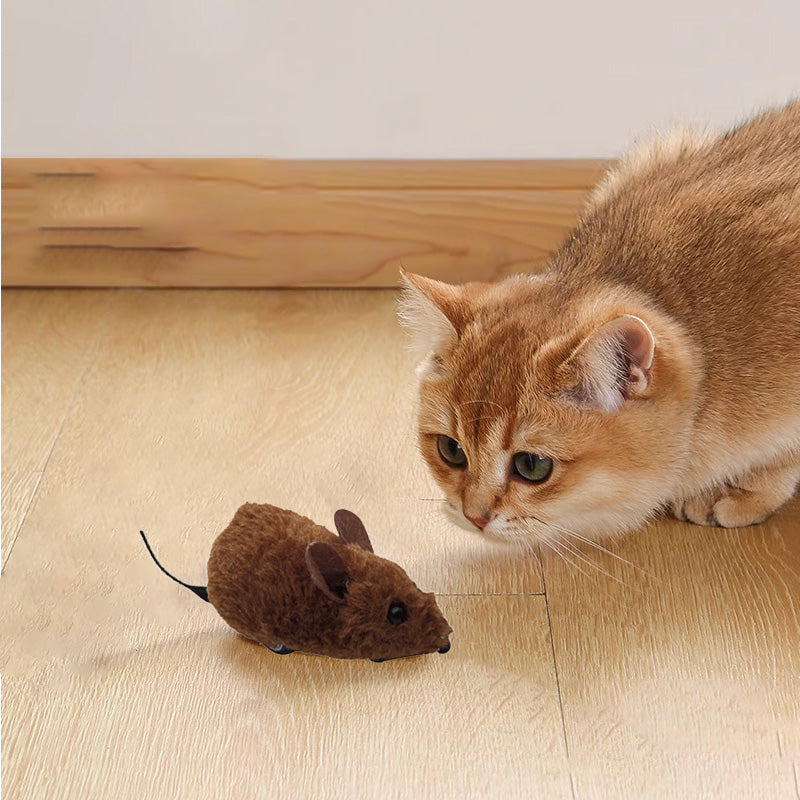 Endless Play Fun for Dogs and Cats - Lamylie