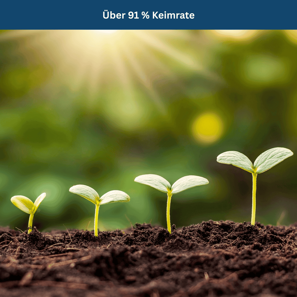 Bio-Saatgut-Sortiment für den Überlebensgarten – über 35 Samensorten – Lamylie